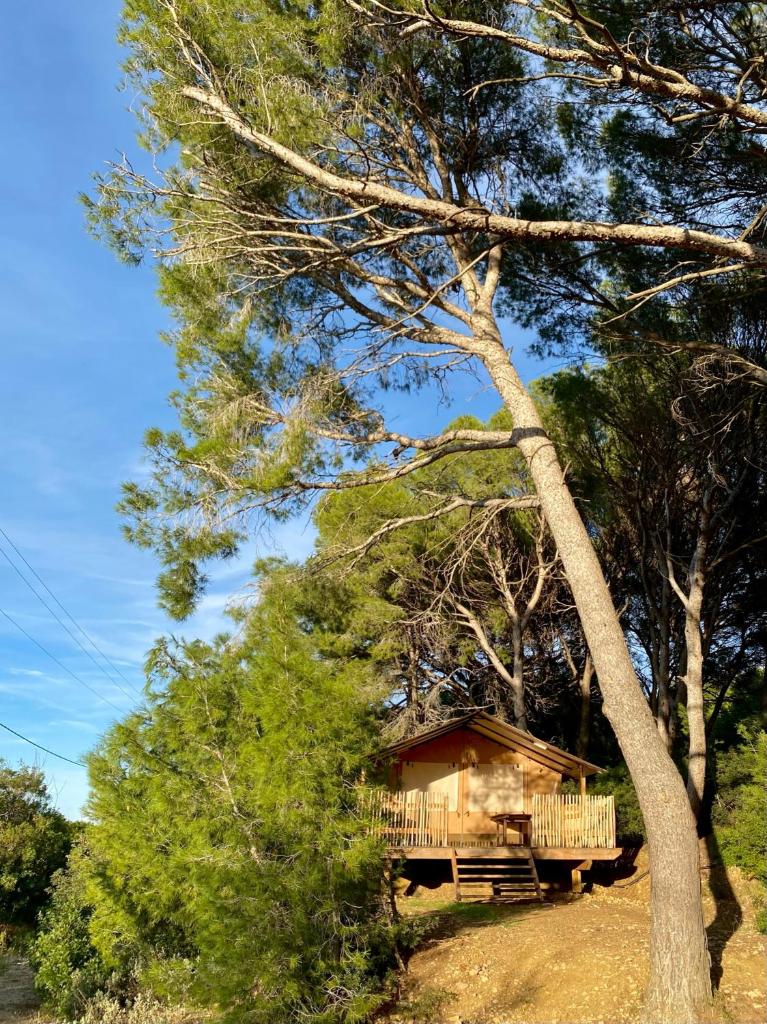 une cabane dans les bois avec un arbre dans l'établissement Saint Paul le Marseillais Tentes Equippees Hébergements Insolites Lodges, à Mèze