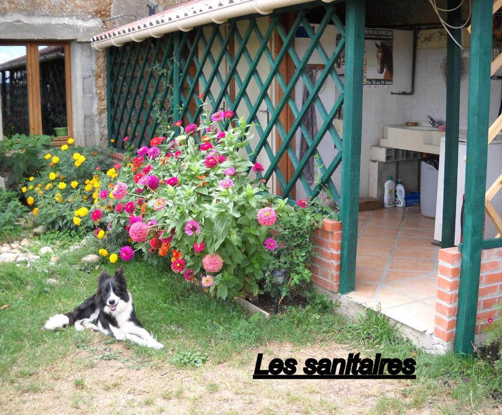 un chien pondant dans l'herbe à côté d'une brousse fleurie dans l'établissement Ferme équestre Les Chevaliers, à Penol