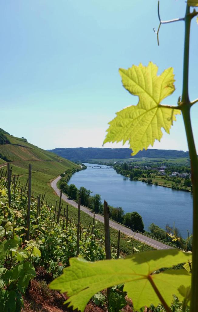 Neue Loft im alten Kelterhaus - Urlaub im Wein- und Ferienort Bekond 8