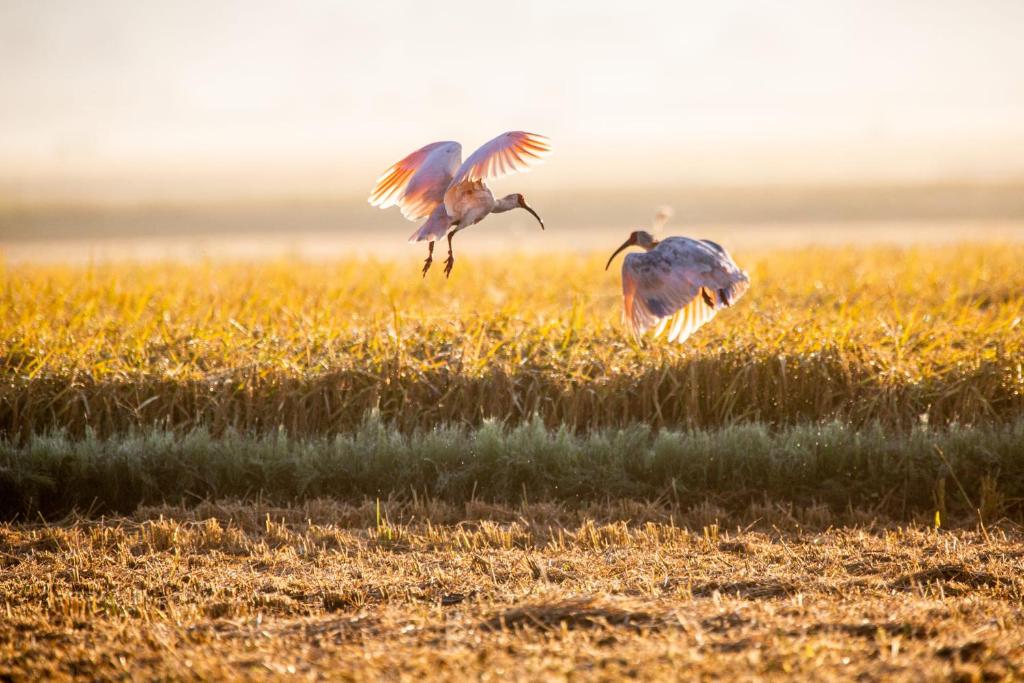 deux oiseaux volant dans un champ d’herbe dans l'établissement Sado Ryosou Minato, à Sado
