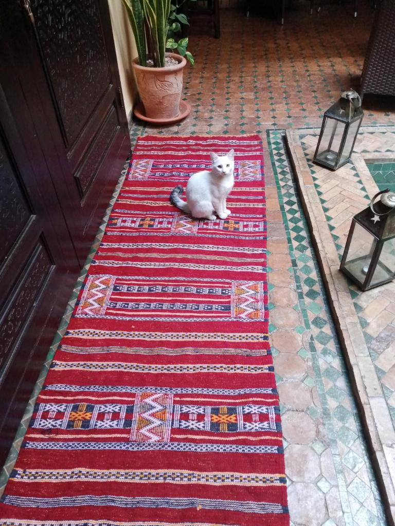 Photo de la galerie de l'établissement Riad Aguaviva, à Marrakech 37 autres photos