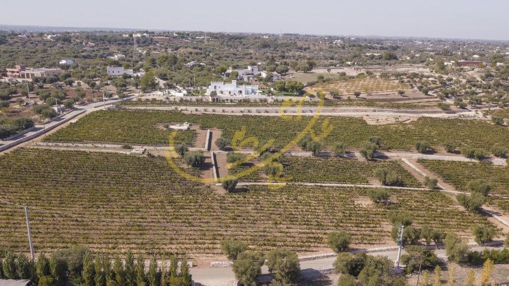 une vue aérienne sur un grand champ de vignes dans l'établissement TD Casale Donna Madia Sea View Pool Over Vineyard, à Monopoli