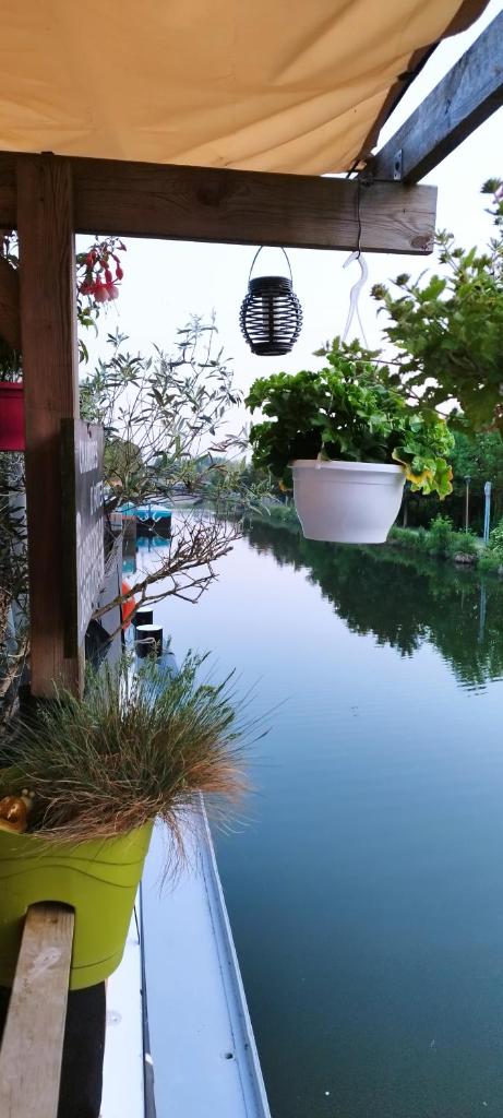 - une vue sur un étang avec quelques plantes dans l'établissement Péniche Morgane 2 SAS Les Bêtises, à Cambrai
