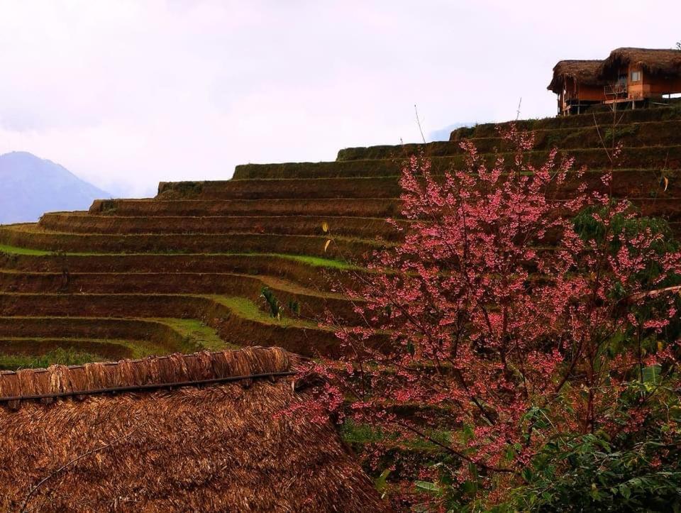 Bungalow Hoàng Su Phì