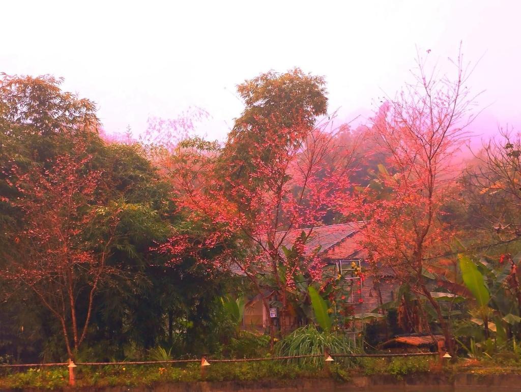 Bungalow Hoàng Su Phì