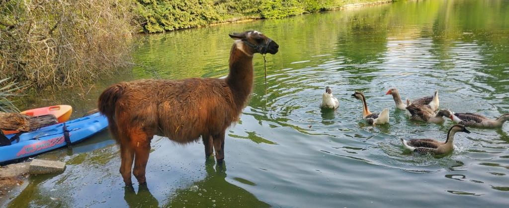 un lama debout dans l'eau avec un groupe de canards dans l'établissement tipi des apaches, à Moulayrès