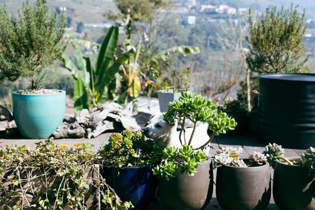 tavanhomestay