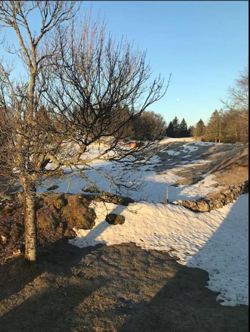 un arbre debout à côté d'un champ couvert de neige dans l'établissement Studio chaleureux au départ des sentiers et pistes de ski, à Lajoux