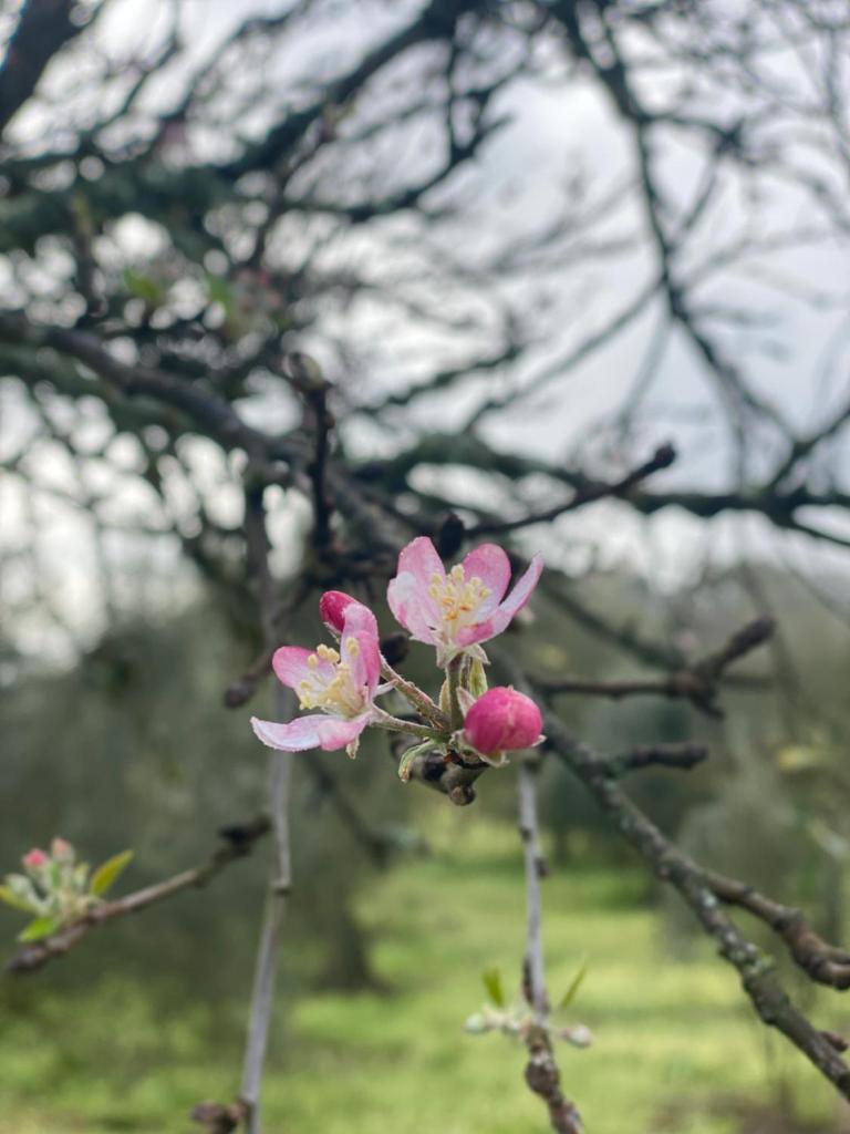 Quinta da Cerejeira 8