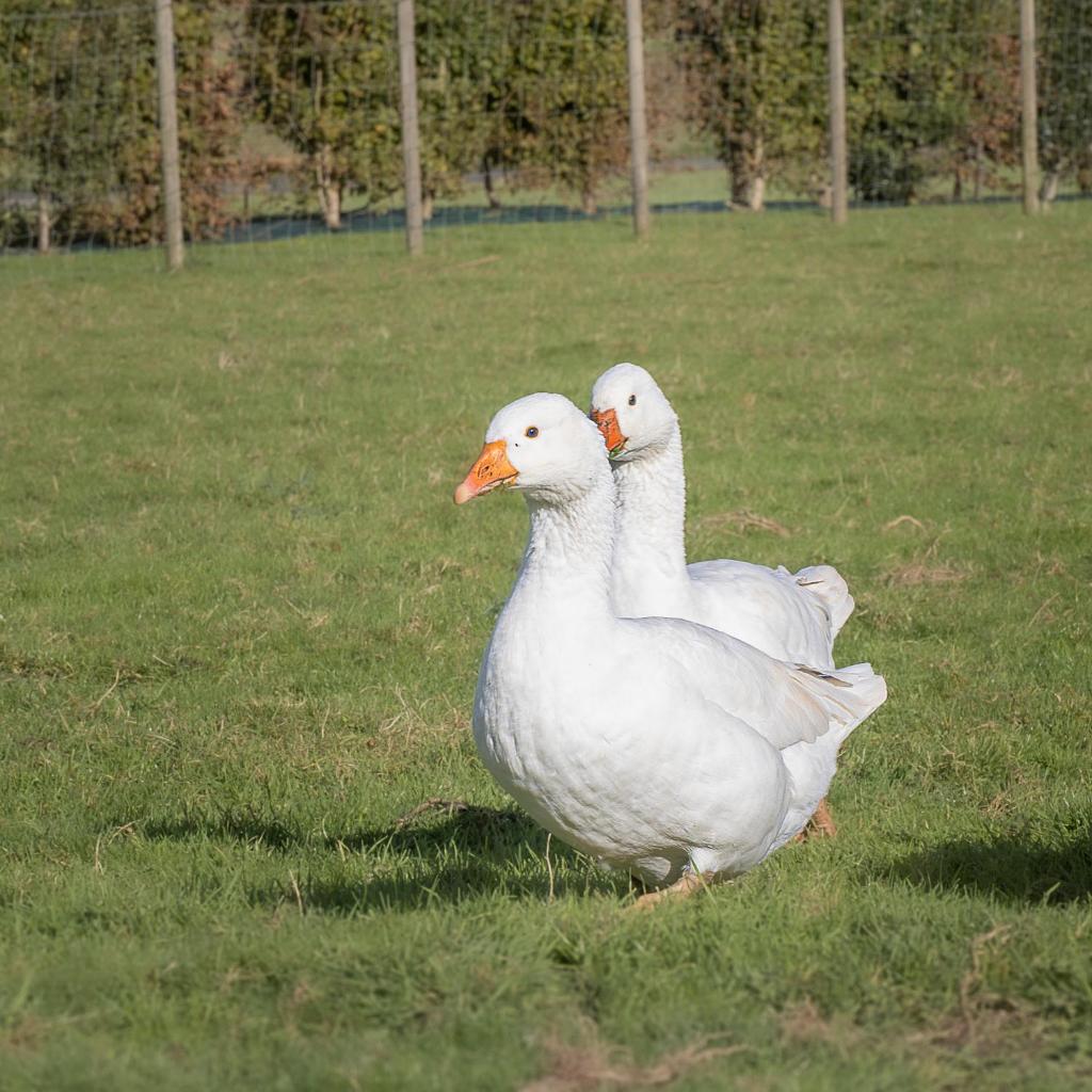 Deux canards blancs se tiennent dans l'herbe dans l'établissement Chalet avec accès piscine illimité, à Fiennes
