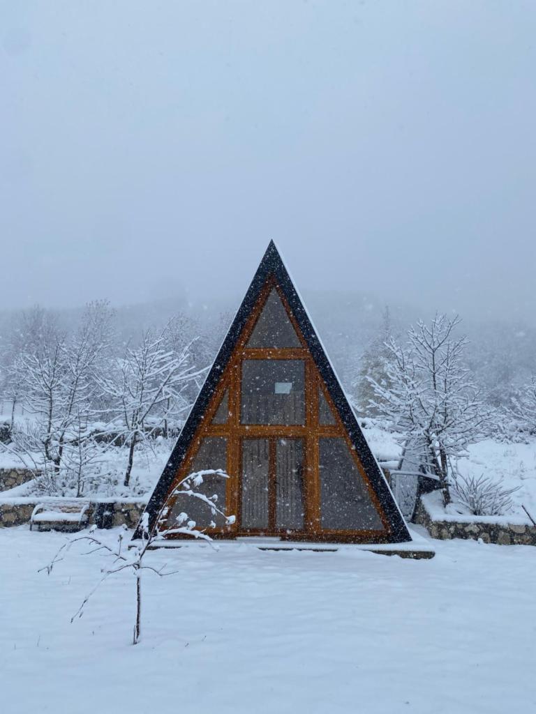 Albero Casa 6