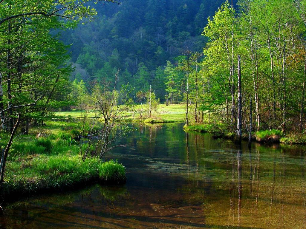 une rivière au milieu d'une forêt dans l'établissement Kamikochi Hotel, à Matsumoto
