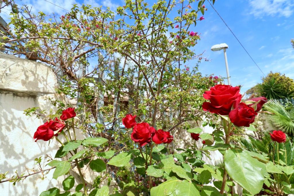un groupe de roses rouges devant un mur dans l'établissement Villa Primavera, à Castel Volturno
