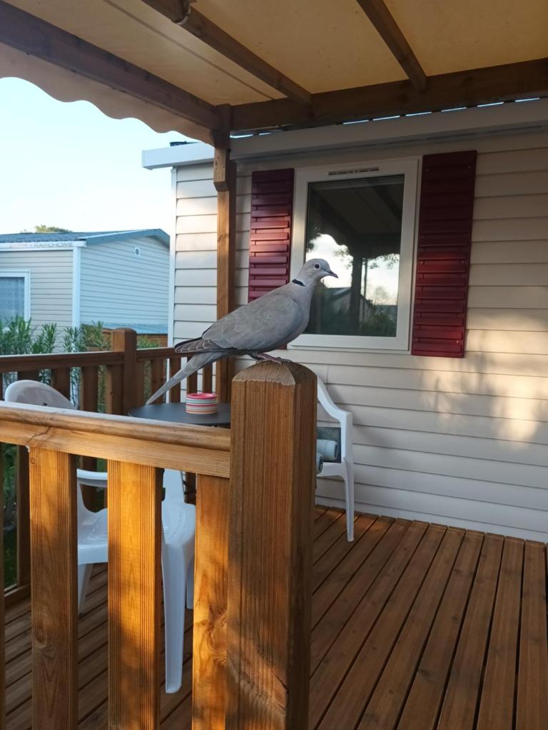 Photo de la galerie de l'établissement Mobil home tout confort canet plage, à Canet