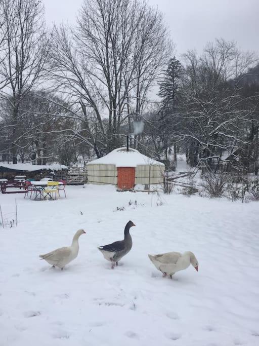 trois oies marchant dans la neige dans un parc dans l'établissement Yourte de la bas, à Curienne 3 autres photos