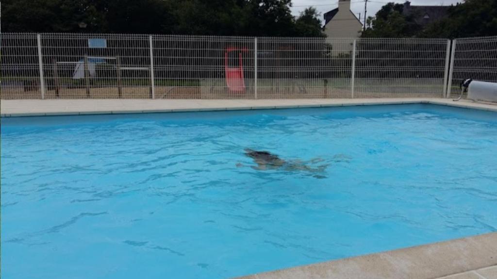 un chien nageant dans une piscine bleue dans l'établissement Mobil-home dans camping municipal, à Kermaria-Sulard