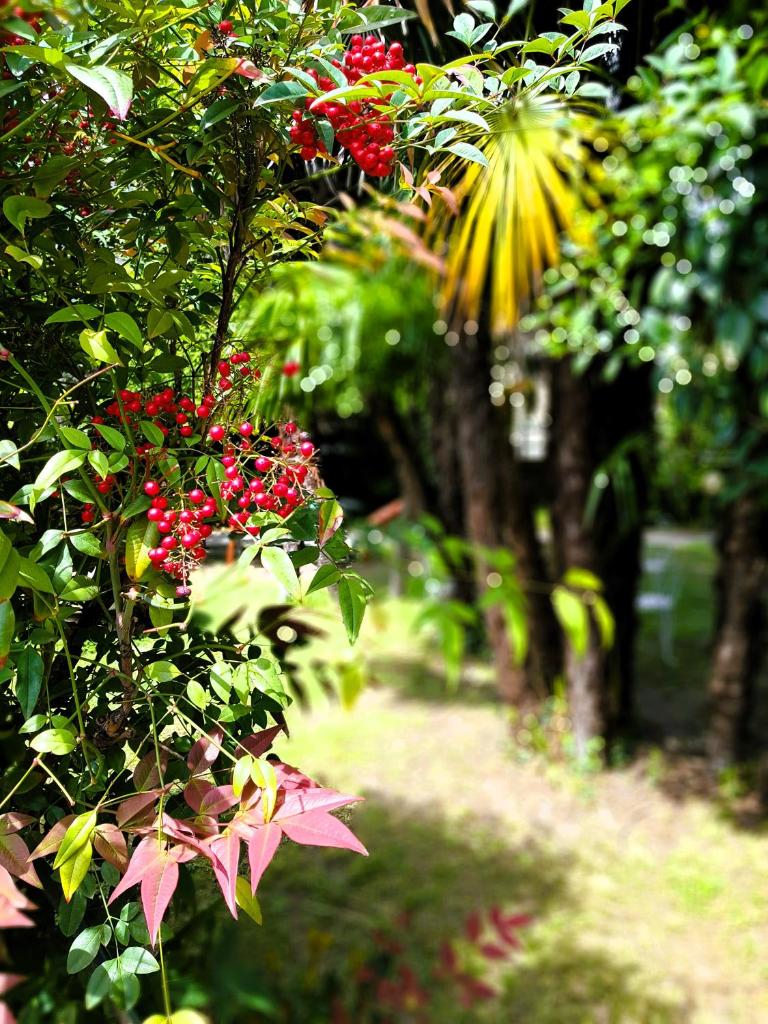 un bouquet de baies rouges sur un arbre dans l'établissement Casa Emilia, à Dongo