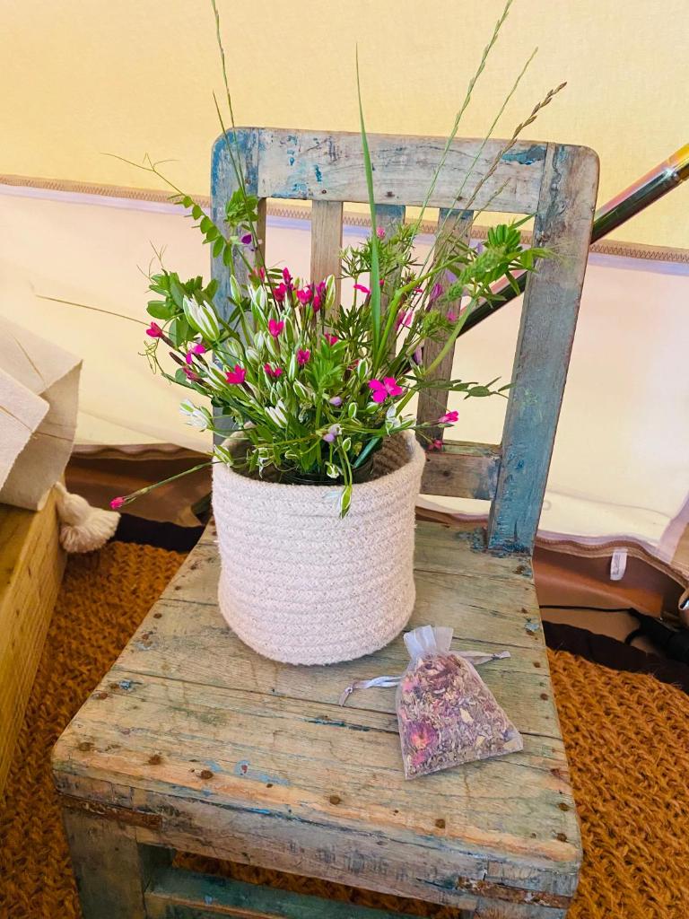 une plante en pot assise sur une chaise en bois dans l'établissement Tente Zina, à Chamborigaud 25 autres photos