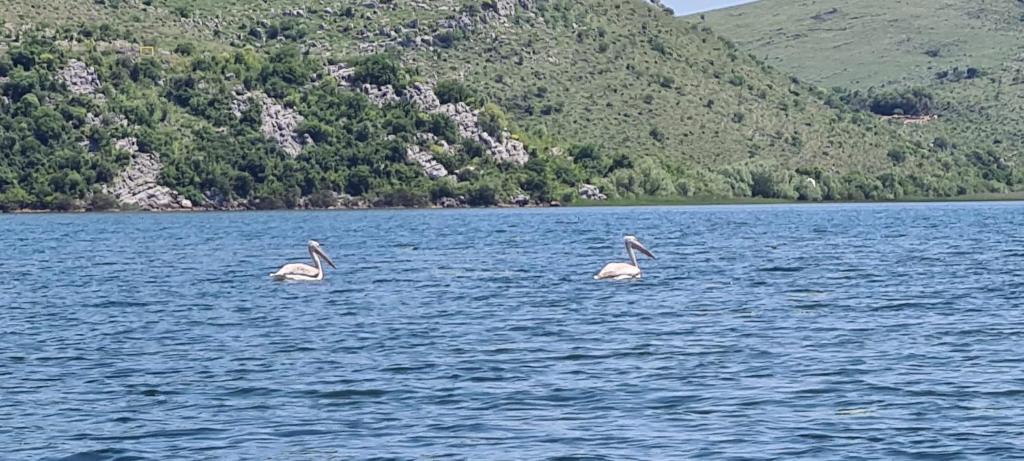Holiday home Haustor with Skadar lake view 2
