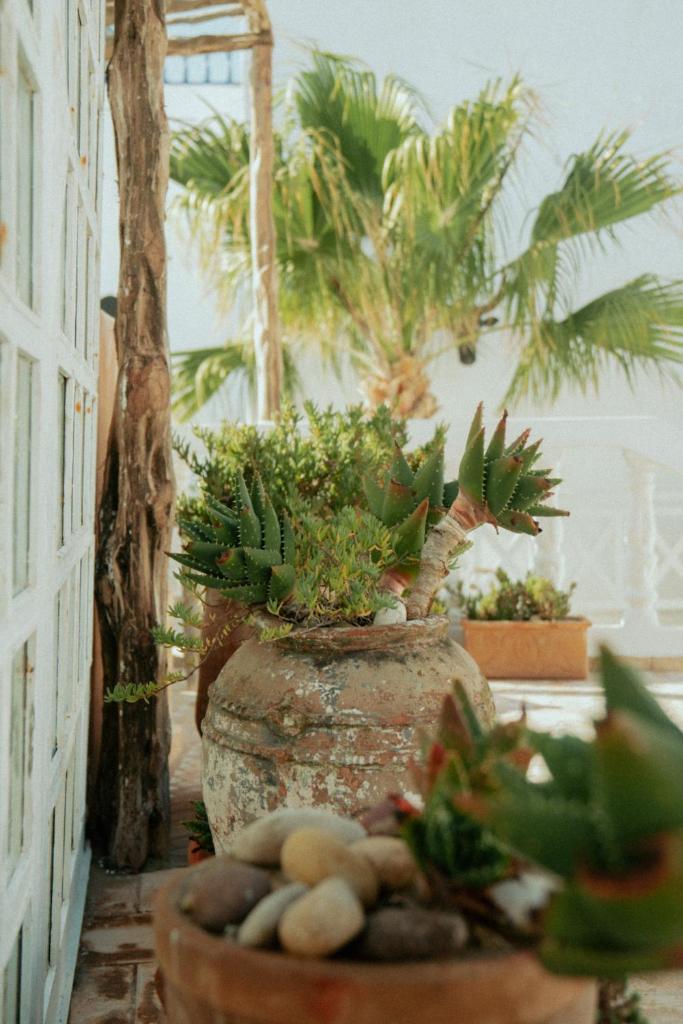 un groupe de plantes en pot dans une pièce dans l'établissement Riad Baladin, à Essaouira