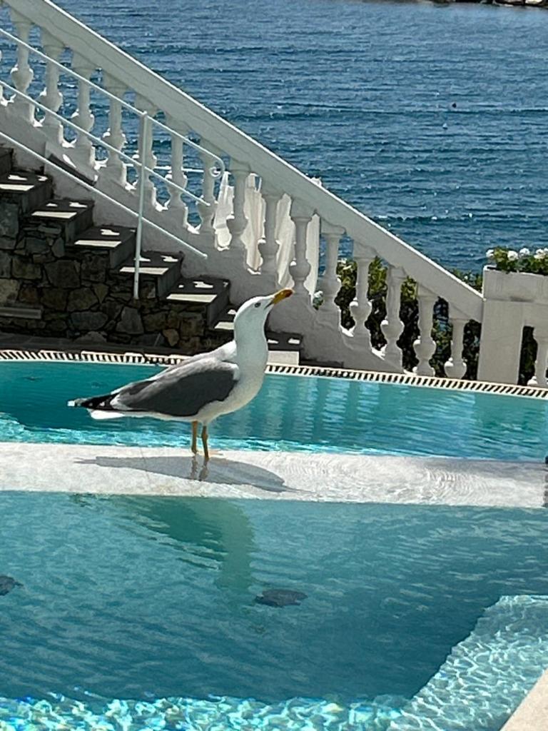 un oiseau debout dans l'eau près d'une piscine dans l'établissement Hotel Helvetia, à Sestri Levante