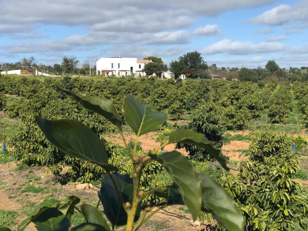 Tavira-Quinta da Janela Azul 4