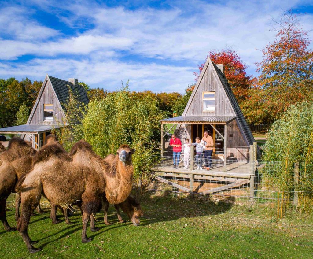 un groupe de lamas debout devant une maison dans l'établissement Cerza Safari Lodge, à Hermival-les-Vaux