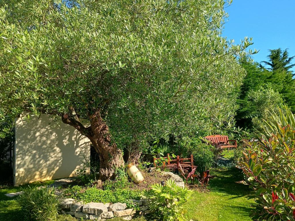 un arbre dans un jardin avec des chaises et une table dans l'établissement gite LES figuiers proche puy du fou., à Saint-Germain-de-Prinçay