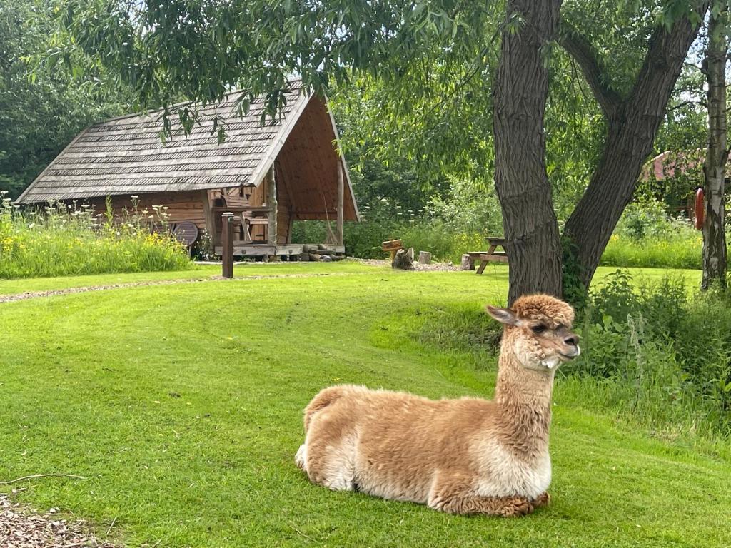 Acorn Glade Glamping York 7