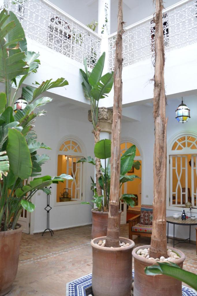 une pièce remplie de nombreuses plantes en pot dans l'établissement Dar Loulema, à Essaouira