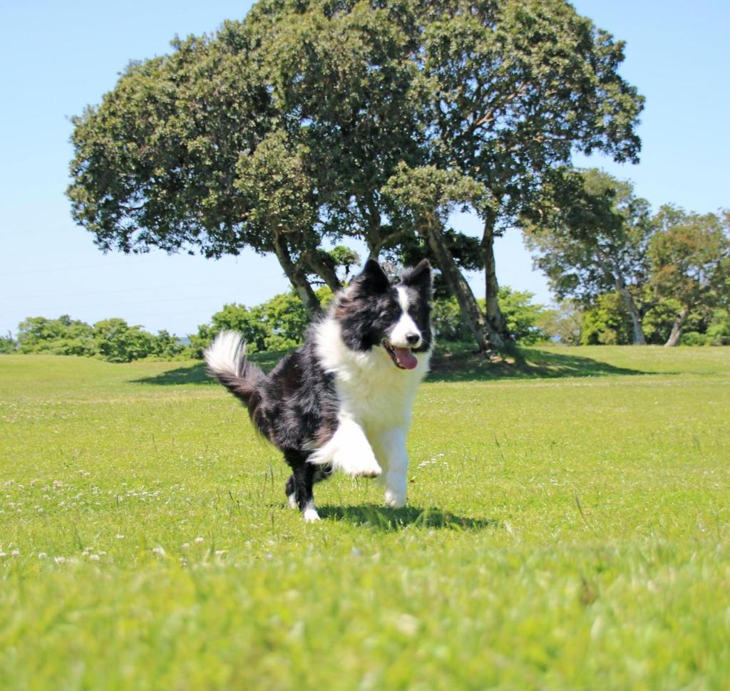 un chien courant dans l'herbe d'un champ dans l'établissement Nanki Shirahama Dog Paradise, à Asso