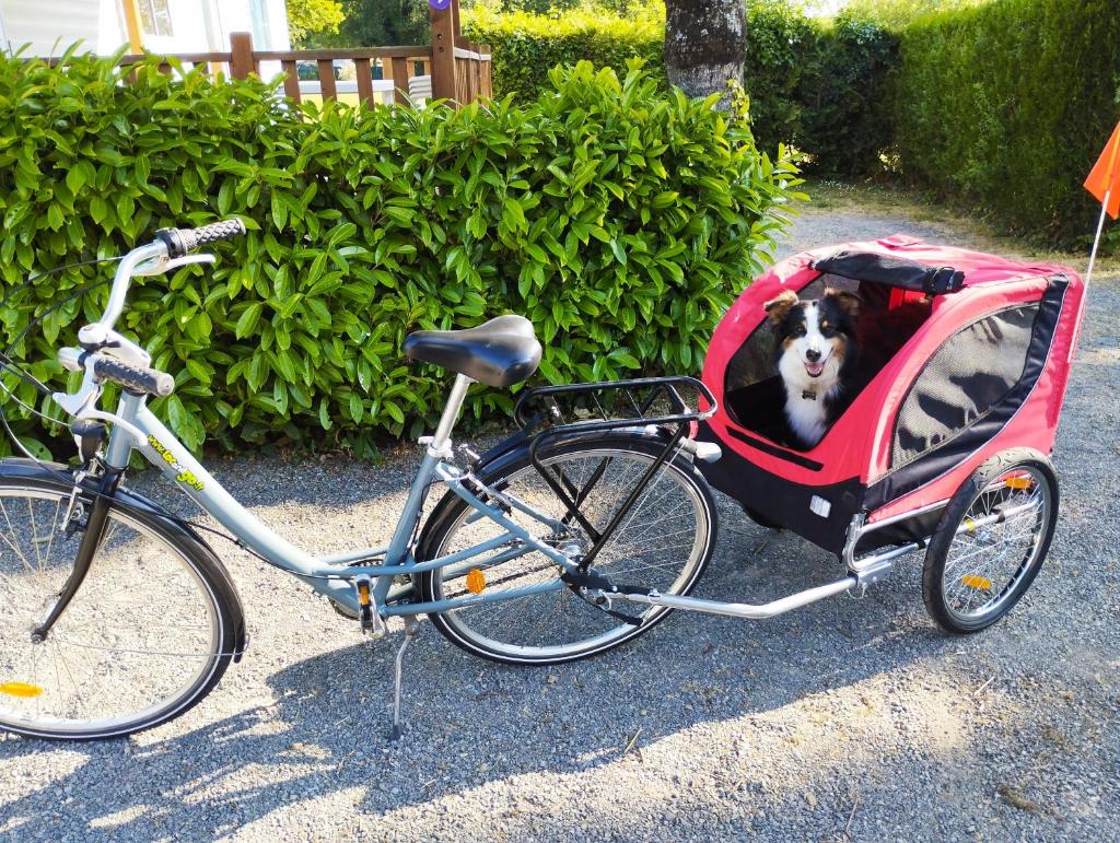 un vélo avec un chien dans une charrette dans l'établissement La haut, à Camoël