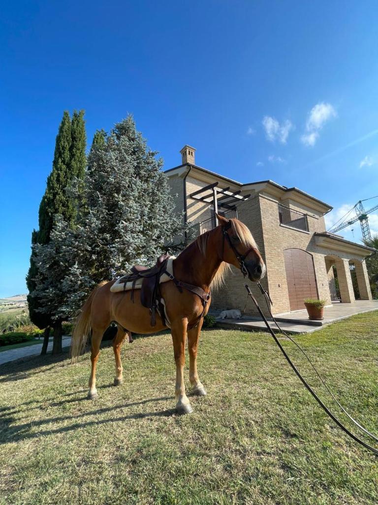 un cheval debout dans l'herbe devant une maison dans l'établissement Villa Azzurra, à Porto SantʼElpidio