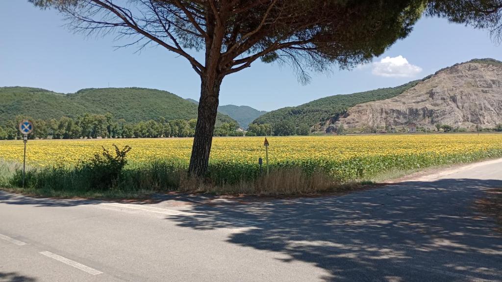 Casa vacanze Toscana,lago di Massaciuccoli 3