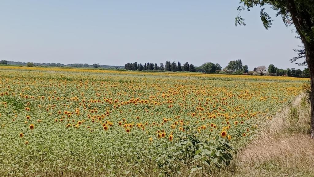 Casa vacanze Toscana,lago di Massaciuccoli 2