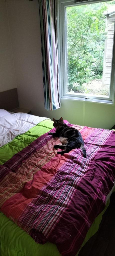 un chat dormant sur un lit à côté d'une fenêtre dans l'établissement Magnifique mobil-home ensoleillé 6 couchages à une heure de Paris, à Saint-Chéron