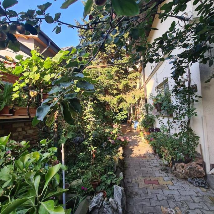 Mansarda boema, gradina de basm 6