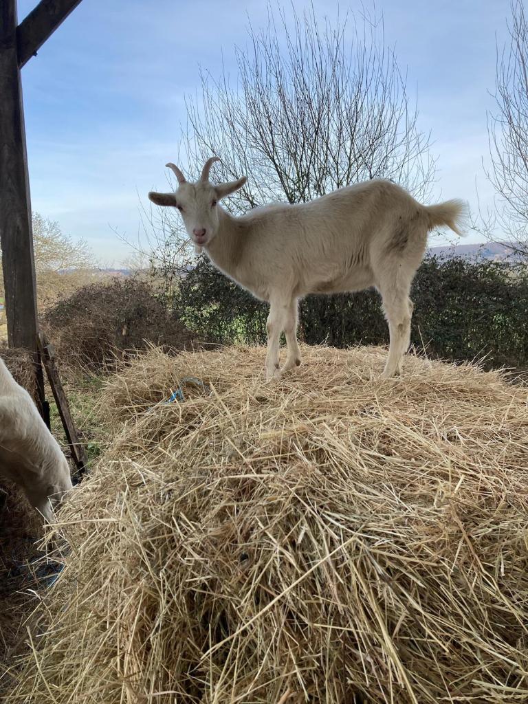 Photo de la galerie de l'établissement Le Clos des Reines, à Conteville