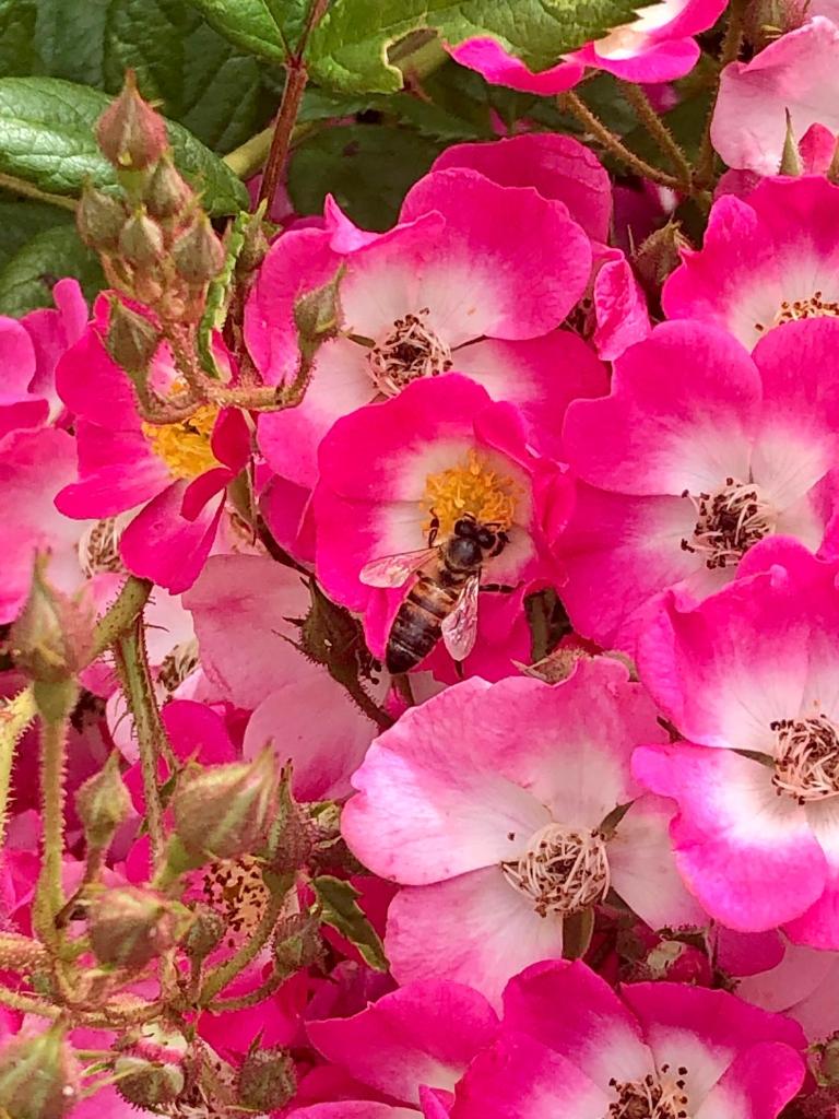 Photo de la galerie de l'établissement Le Clos des Reines, à Conteville