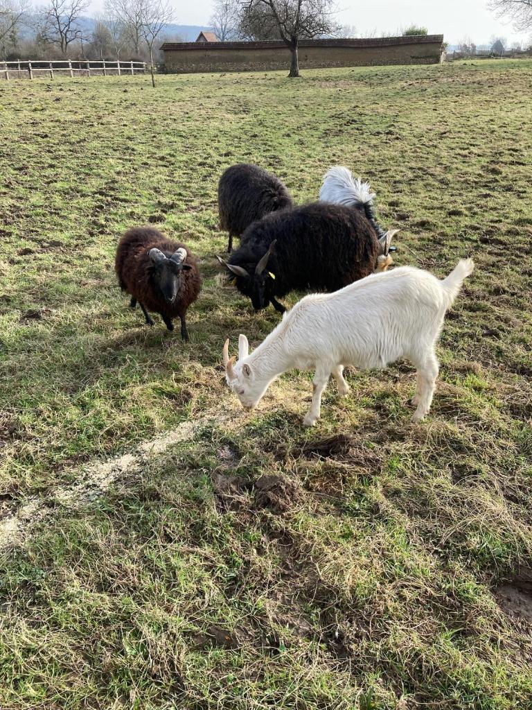 Photo de la galerie de l'établissement Le Clos des Reines, à Conteville