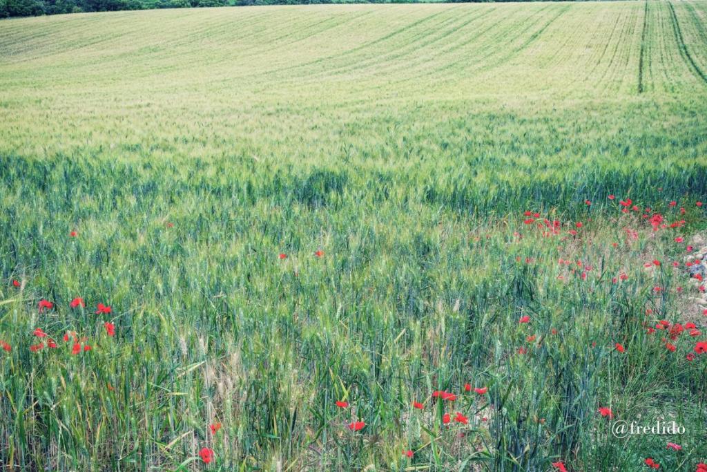 Photo de la galerie de l'établissement Les lavandes, à Valensole 20 autres photos