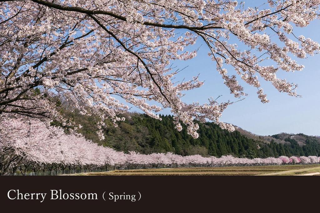 Une bande de cerisiers en fleurs dans un champ dans l'établissement Yamanaka Onsen Kissho Yamanaka, à Kaga