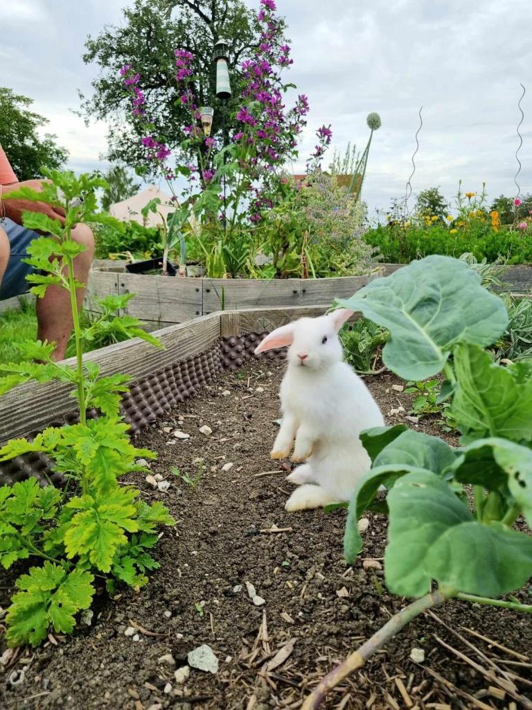 un bunny blanc assis au milieu d'un jardin dans l'établissement "la ferme des grands-parents", à Auboncourt-Vauzelles