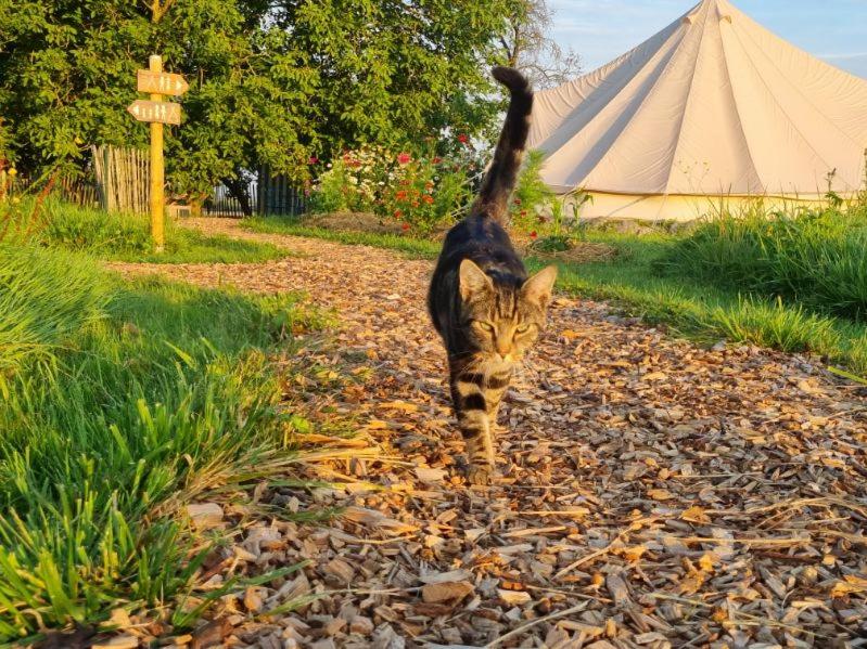 un chat se promenant sur un sentier avec une tente en arrière-plan dans l'établissement "la ferme des grands-parents", à Auboncourt-Vauzelles 1 autre photo