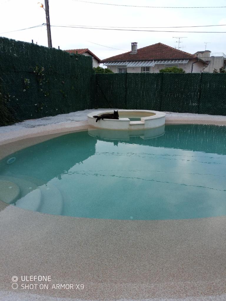 un chat assis dans un bateau dans une piscine dans l'établissement Glamping Dôme, à Cagnes-sur-Mer