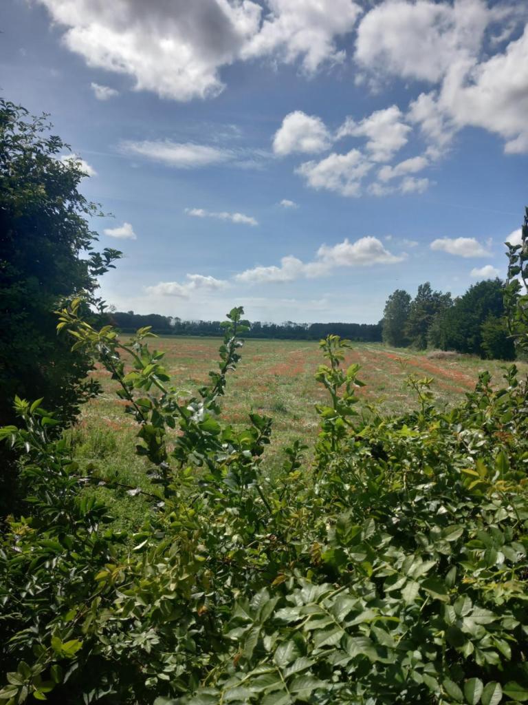 un champ d'herbe avec des arbres au premier plan dans l'établissement roulotte chez France, à Oye-Plage