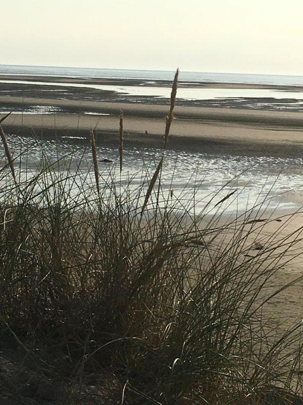une plage de sable avec de la pelouse et l'océan dans l'établissement Mobil-home camping la Dune Blanche, à Camiers