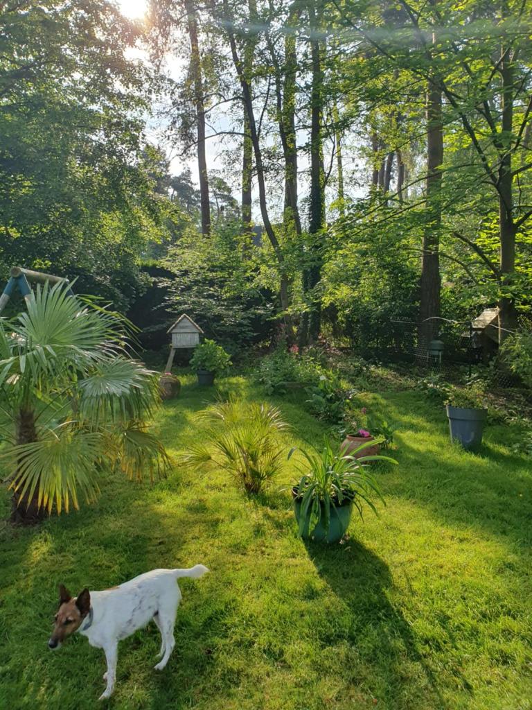 Un chat brun et blanc marche dans une cour dans l'établissement Cabane dans les arbres, à Beaumontel