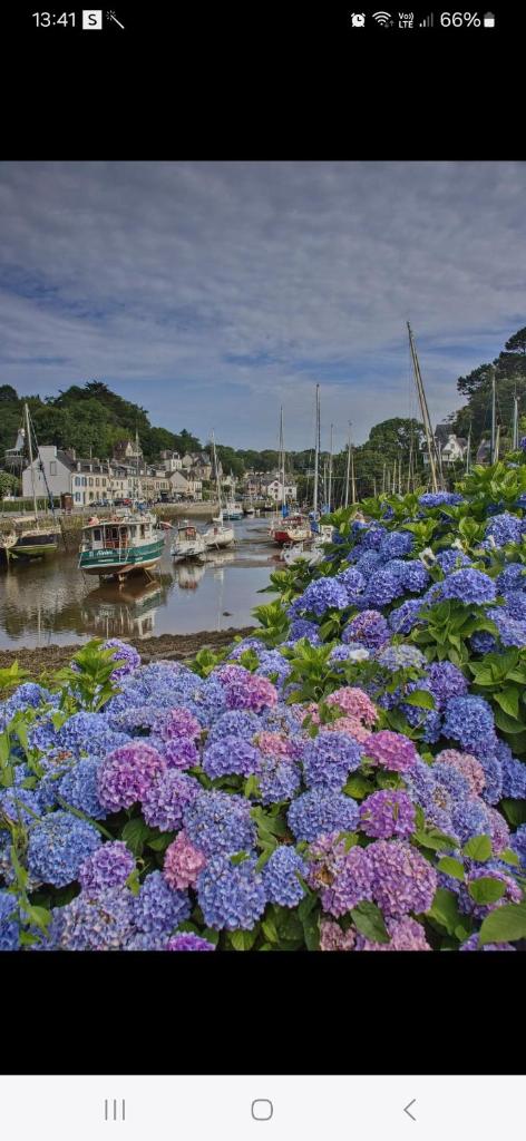 Une bande de fleurs violettes et violettes à côté d'une masse d'eau dans l'établissement Kerlann, à Pont-Aven