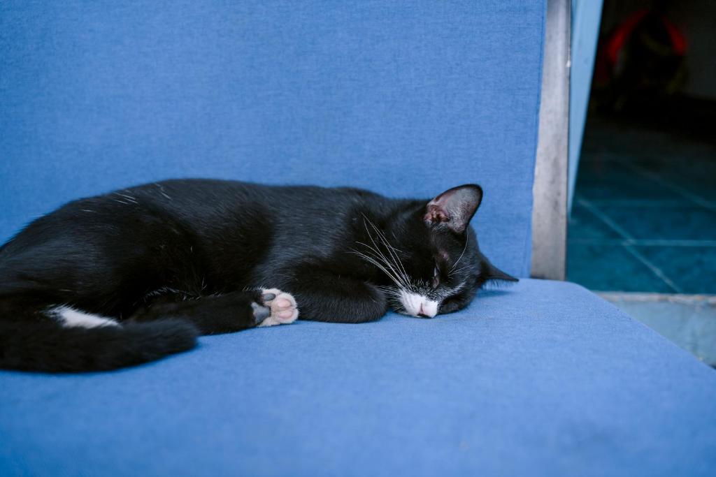 SECRET GARDEN CAT BA